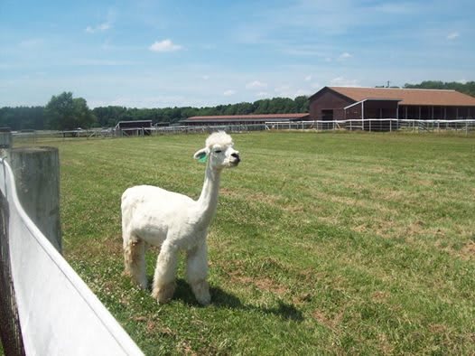 An alpaca standing in a grassy field on a sunny day.