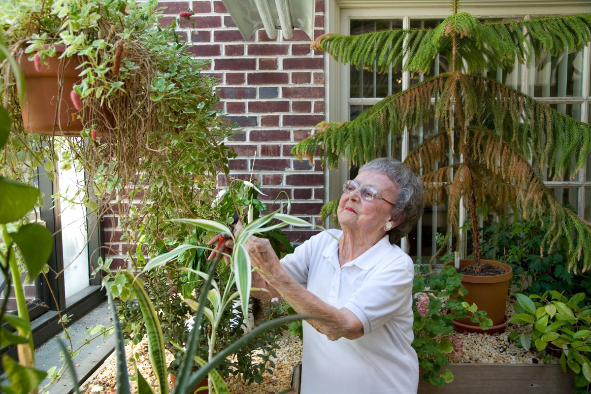 An elderly woman tending to her garden plants outdoors.