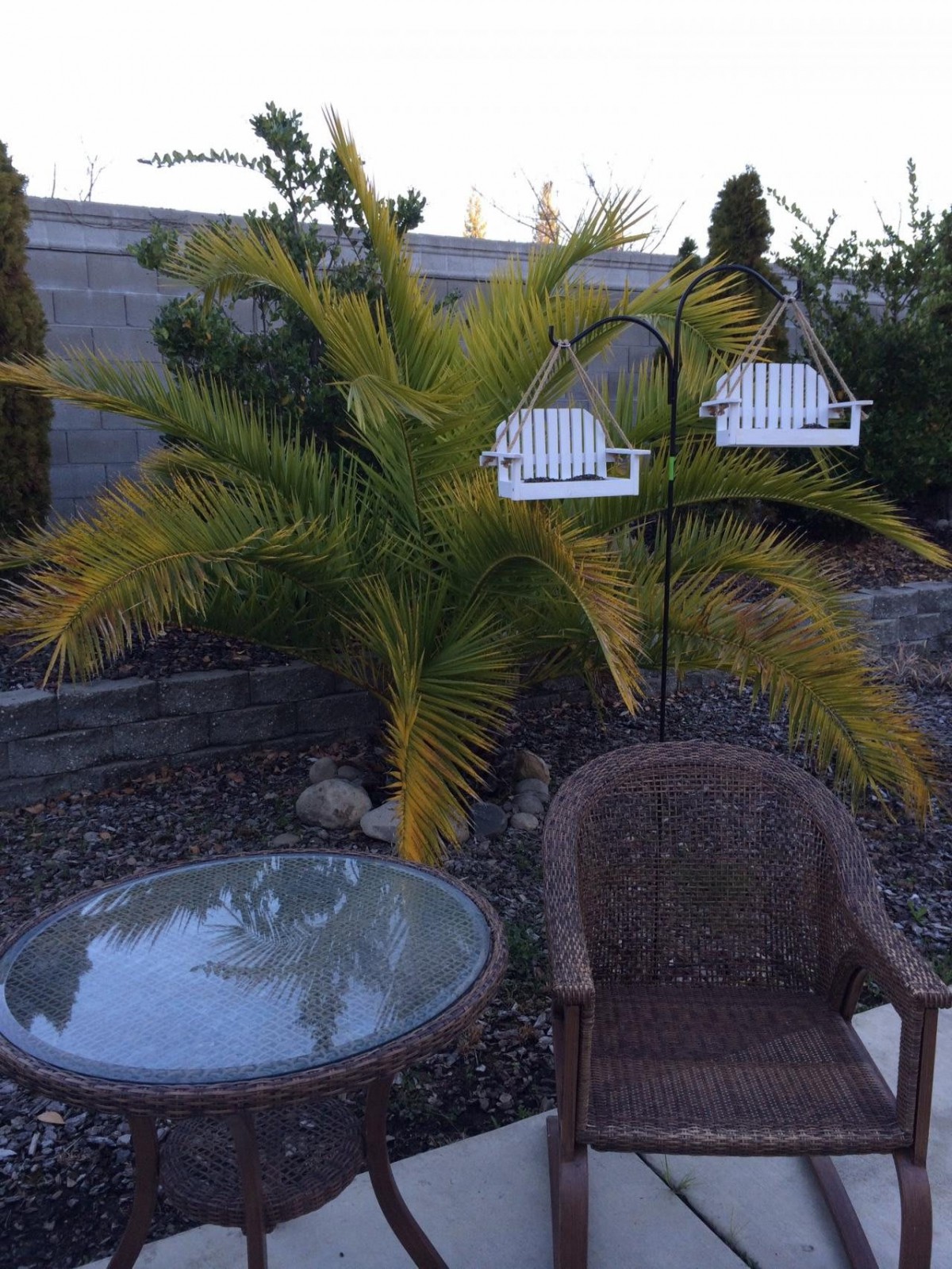 A serene patio setting with a palm tree, wicker chair, and glass table.