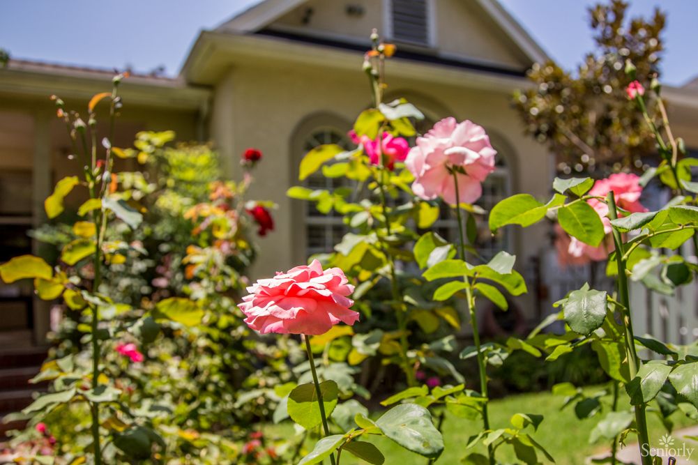 A vibrant garden with blooming roses in front of a house on a sunny day.