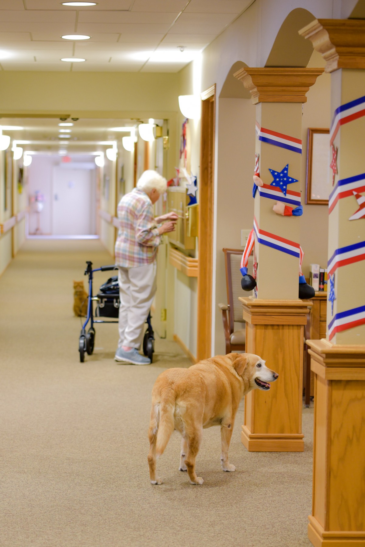An elderly person with a walker and a dog in a decorated hallway of a nursing home.
