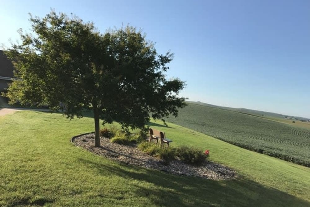 A peaceful landscape featuring a tree surrounded by grass and a clear blue sky.