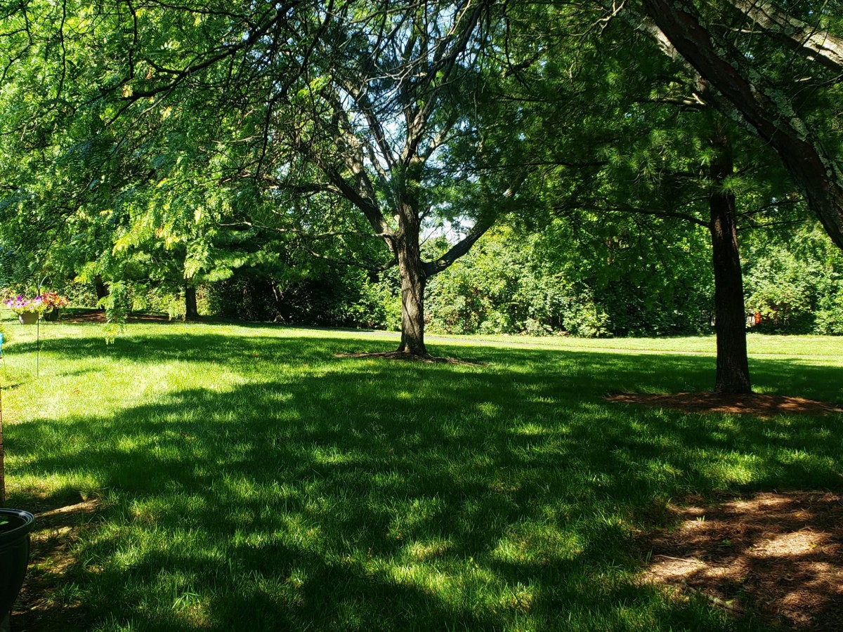 A serene park scene with lush green grass and trees casting dappled shadows.
