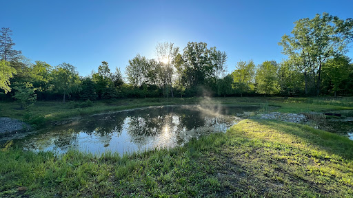 A serene morning scene at a tranquil pond, surrounded by lush greenery and bathed in warm sunlight.