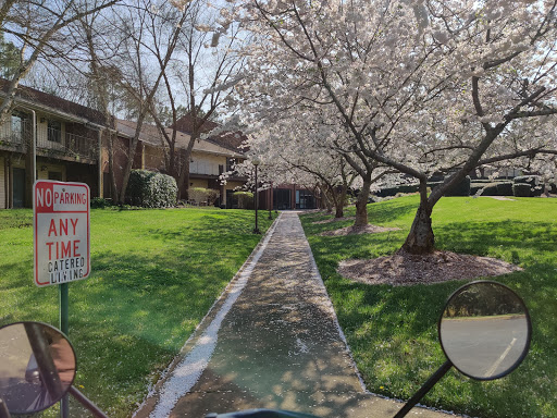 A beautiful spring day with blooming trees lining a peaceful sidewalk.