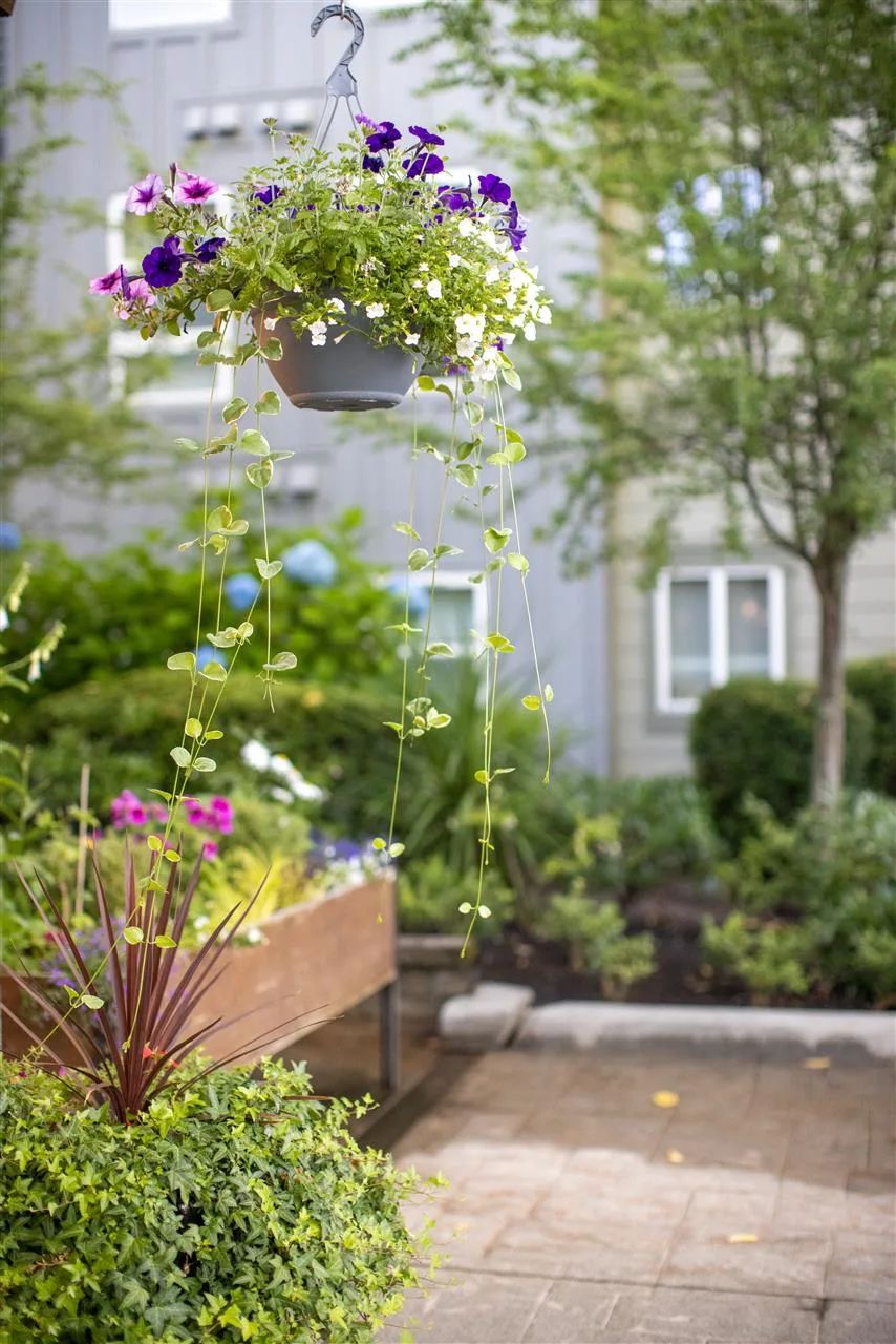 A serene garden with hanging plants and colorful flowers.