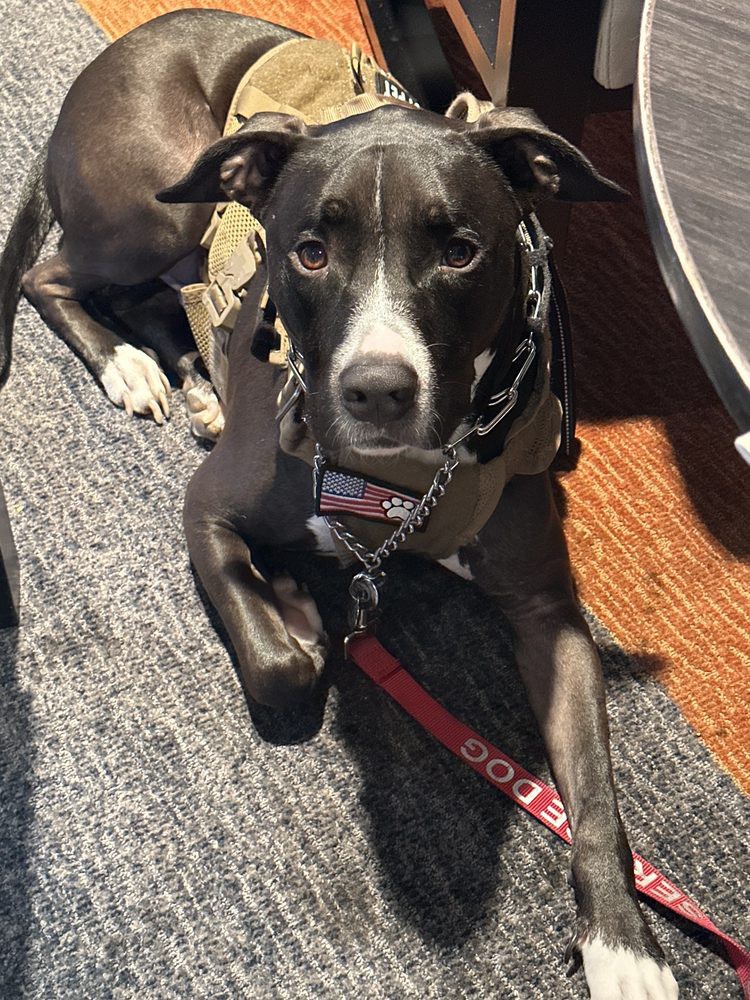 A dog with black and white fur is lying on the floor, wearing a harness and attached to a red leash.