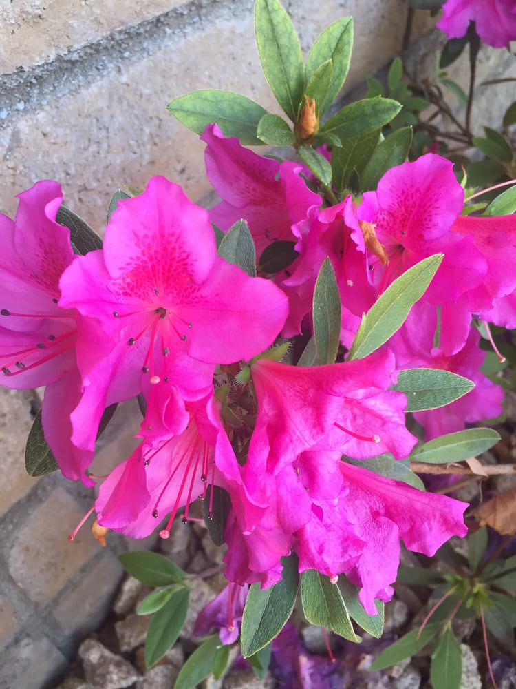Bright pink azaleas in full bloom.