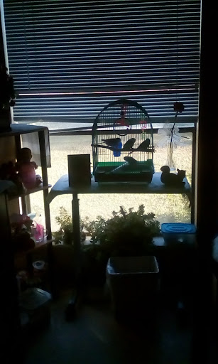 A cozy indoor scene featuring a birdcage with parakeets and various plants on display.