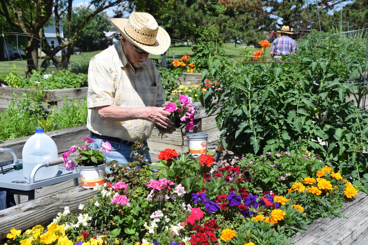 A man tends to a vibrant flower garden on a sunny day.
