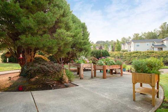 A serene outdoor garden with raised beds and lush trees.