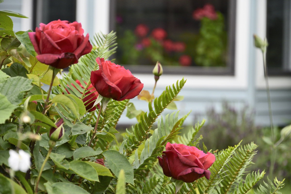 Vibrant red roses bloom in a garden, with their reflection visible in the nearby window.