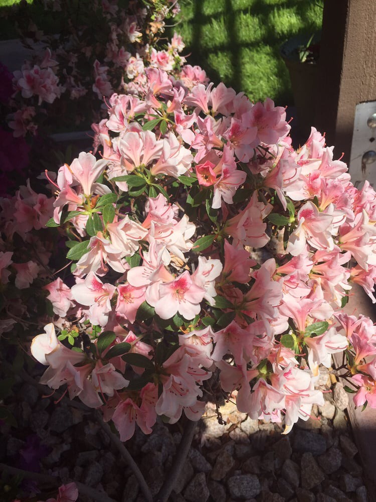 A beautiful bush of pink azaleas in full bloom.